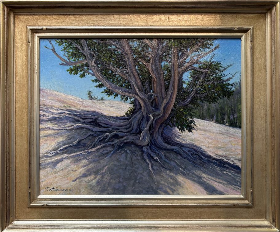 Bristlecone Pine A tree with thick roots and a textured trunk on a sandy landscape under a blue sky.